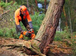 Best Tree Maintenance Programs  in Oakboro, NC