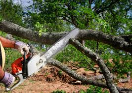 Best Tree and Shrub Care  in Oakboro, NC