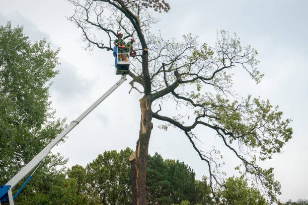 Best Tree Disease Treatment  in Oakboro, NC