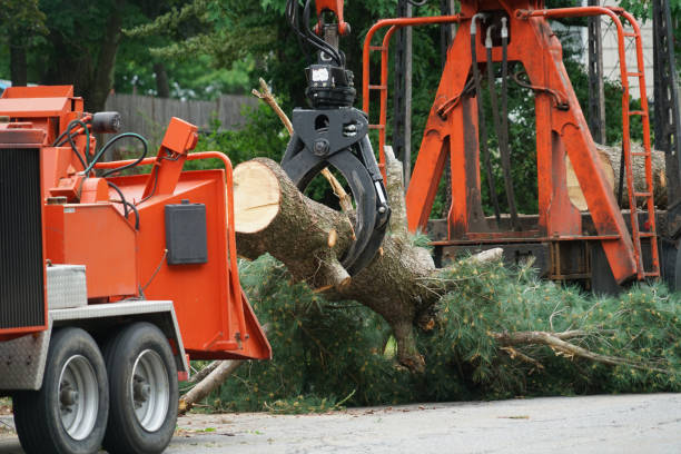  Oakboro, NC Tree Removal Pros