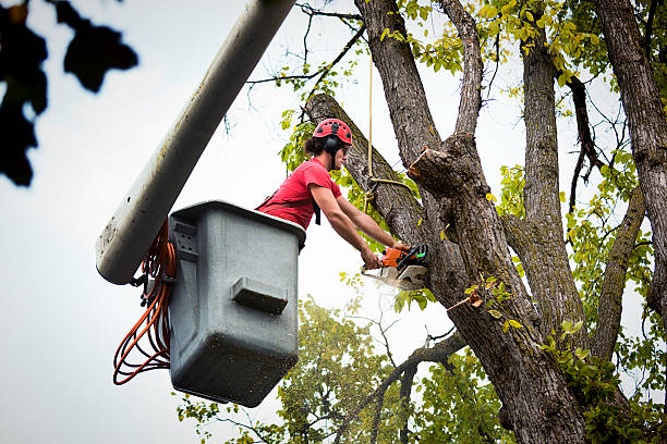 Best Emergency Tree Removal  in Oakboro, NC