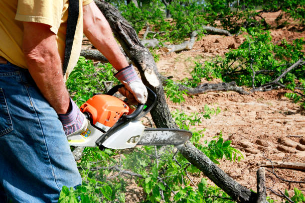 Best Grass Overseeding  in Oakboro, NC
